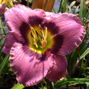 Hemerocallis 'Always Afternoon' (087051)