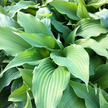 Hosta 'Elvis Lives' (087064)