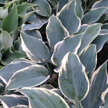 Hosta 'El Nino' (087065)