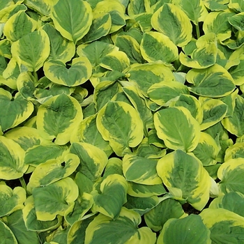 Hosta 'Carnival' (087066)