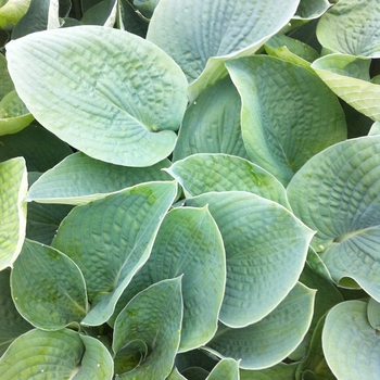 Hosta 'Bressingham Blue' (087068)