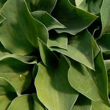 Hosta 'Blue Cadet' (087069)