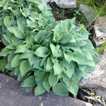 Hosta 'Blue Cadet' (087070)