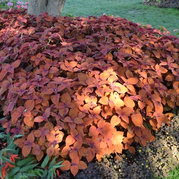 Coleus scutellarioides 'Sedona' (087073)