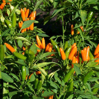 Capsicum annuum 'Starburst Orange' (087075)