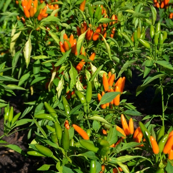 Capsicum annuum 'Starburst Orange' (087076)