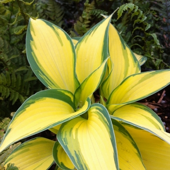 Hosta 'Remember Me' (087137)