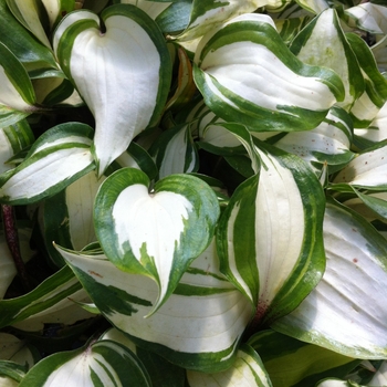 Hosta 'Raspberry Sundae' (087138)