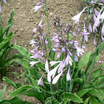 Hosta 'Praying Hands' (087140)