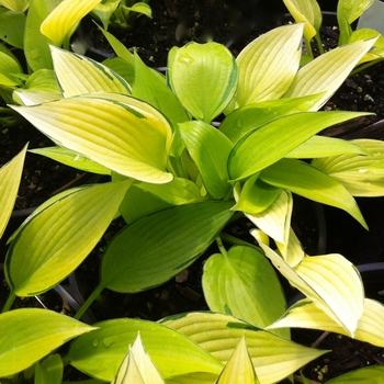 Hosta 'June Fever' (087145)