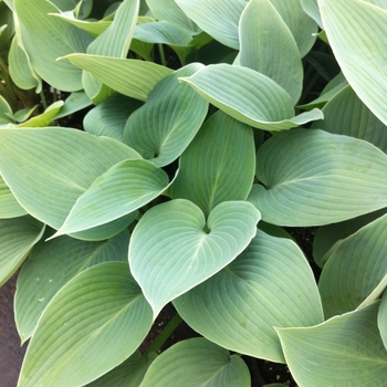 Hosta 'Halcyon' (087148)