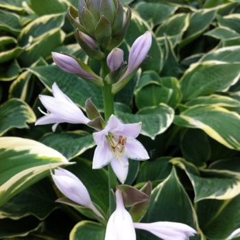 Hosta 'Fringe Benefit' (087153)