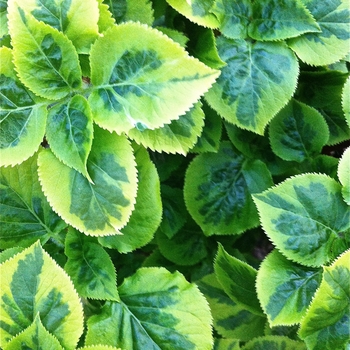 Hydrangea anomala petiolaris 'Miranda' (087532)