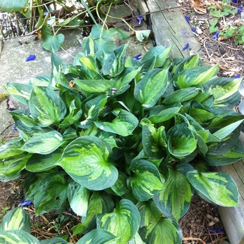 Hosta 'Whirlwind' (087534)