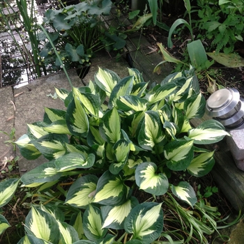 Hosta 'Whirlwind' (087535)