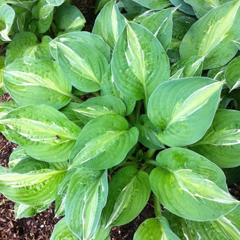 Hosta 'Striptease' (087538)