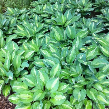 Hosta 'Striptease' (087539)