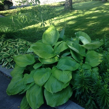 Hosta 'Sum and Substance' (087544)