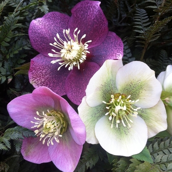 Helleborus orientalis 'Royal Heritage™' (087693)