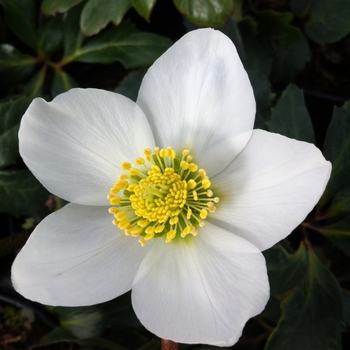 Helleborus niger '' (087695)