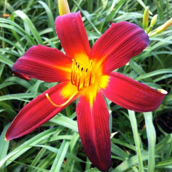 Hemerocallis 'Mabel Fuller' (087803)