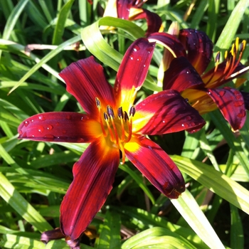 Hemerocallis 'Mabel Fuller' (087804)