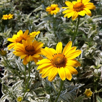 Heliopsis 'Loraine Sunshine' (087806)