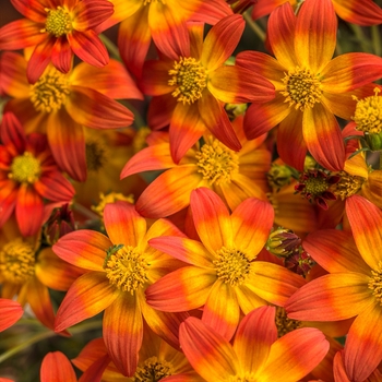 Bidens Campfire® 'Fireburst' (087897)