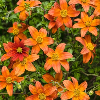 Bidens Campfire® 'Fireburst' (087898)