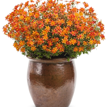 Bidens Campfire® 'Fireburst' (087899)