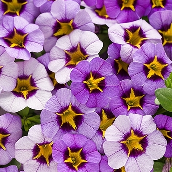 Calibrachoa Superbells® 'Evening Star™' (087919)