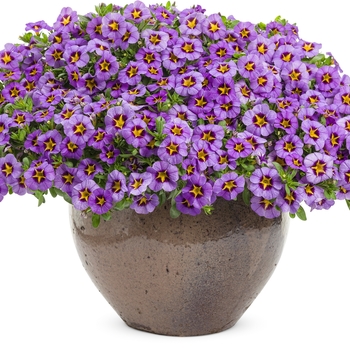 Calibrachoa Superbells® 'Evening Star™' (087920)