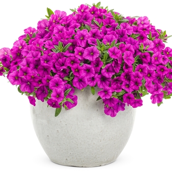 Calibrachoa Superbells® 'Garden Rose' (087928)