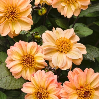 Dahlia variabilis Dahlightful® 'Georgia Peach' (087963)