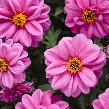 Dahlia variabilis Dahlightful® 'Lively Lavender' (088009)