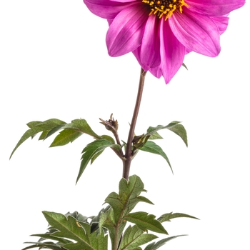 Dahlia variabilis Dahlightful® 'Lively Lavender' (088013)