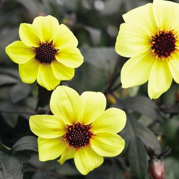 Dahlia variabilis 'Mystic Illusion' (088025)