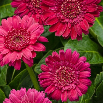 Gerbera Hello!™ 'Magentamen' (088036)