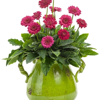 Gerbera Hello!™ 'Magentamen' (088037)