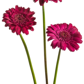 Gerbera Hello!™ 'Magentamen' (088039)