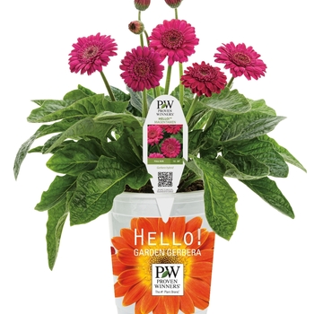 Gerbera Hello!™ 'Magentamen' (088040)