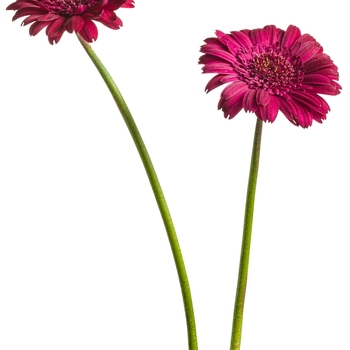 Gerbera Hello!™ 'Magentamen' (088041)