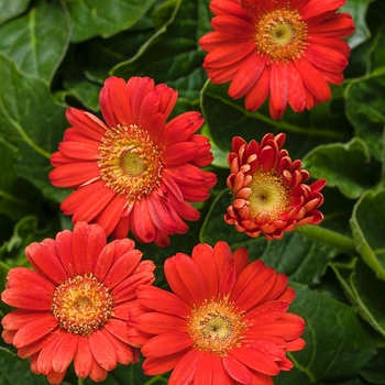 Gerbera Hello!™ 'Miss Scarlet' (088043)