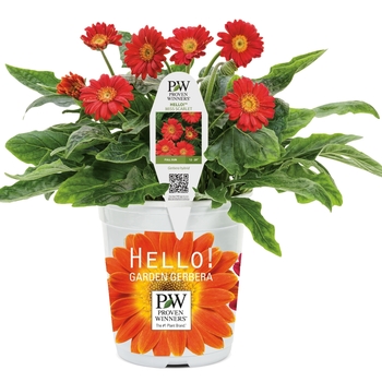 Gerbera Hello!™ 'Miss Scarlet' (088044)