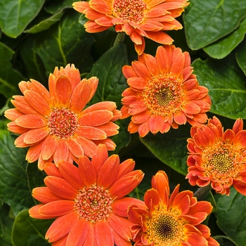 Gerbera Hello!™ 'Pumpkin' (088046)