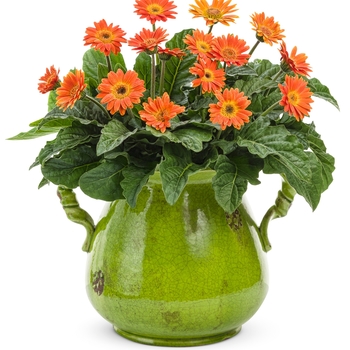 Gerbera Hello!™ 'Pumpkin' (088047)