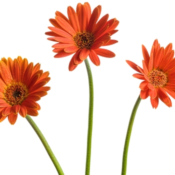 Gerbera Hello!™ 'Pumpkin' (088049)