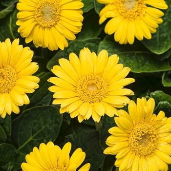 Gerbera Hello!™ 'Sunshine' (088051)