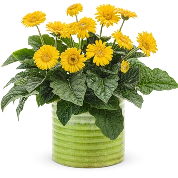 Gerbera Hello!™ 'Sunshine' (088052)