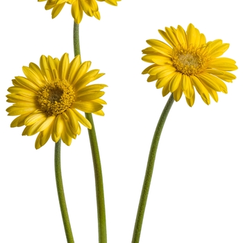 Gerbera Hello!™ 'Sunshine' (088053)